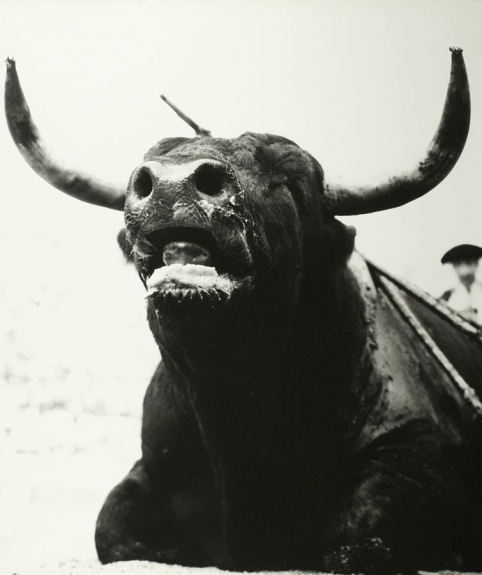 Toro Muerto (Dying Bull, Nimes)