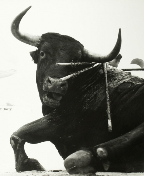 Toros Quertos (Dying Bull, Nimes)