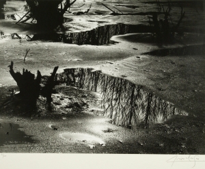Camargue / Etang de Sassi