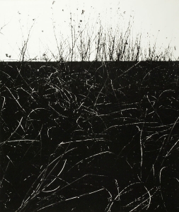 Camargue / Bordure de route a Villeneuve