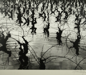 Camargue / Vignes inondees