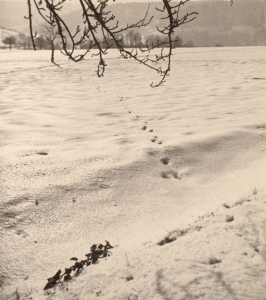 Tracks in Snow